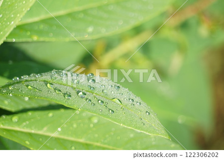 葉子上的水滴 葉子上的水滴 122306202
