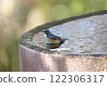 Blue-and-white flycatcher bathing in water 122306317