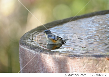 Blue-and-white flycatcher bathing in water 122306317