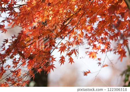 Bright red autumn leaves 122306318