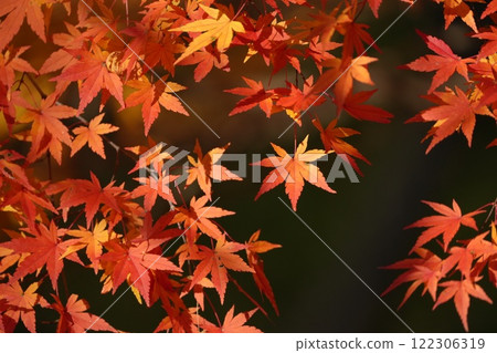 Momiji leaves stained red Momiji leaves stained red 122306319
