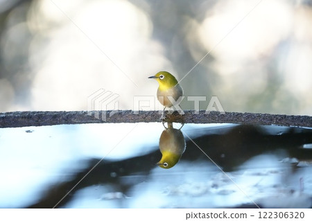 A Japanese white-eye resting on the water's edge 122306320
