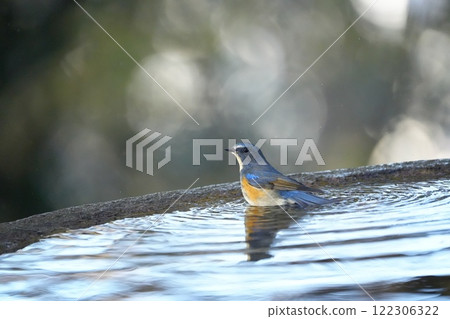 A Blue-and-White Flycatcher Perched on the Water's Edge 122306322