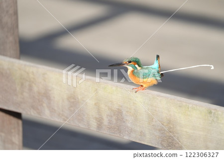 The moment a kingfisher poops 122306327