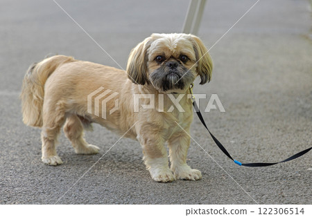 Shih Tzu Pet Dog 122306514