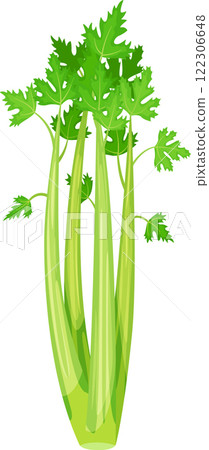 Fresh green celery stalks with leaves are growing on a white background, creating a vibrant and healthy image perfect for food, nutrition, or healthy lifestyle projects 122306648