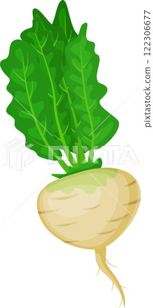Turnip with large, vibrant green leaves thriving in nutrient rich soil, ready for harvest and perfect for creating delicious, healthy culinary dishes and vibrant seasonal meals 122306677