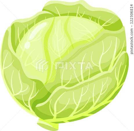 Illustrative depiction of a fresh green cabbage, showcasing intricate leaf patterns and vibrant color. Perfect for healthy eating, gardening, and organic produce themes Illustrative depiction of a fresh green cabbage, showcasing intricate leaf patterns and vibrant color. Perfect for healthy eating, gardening, and organic produce themes 122306814