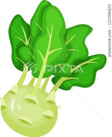 Kohlrabi vegetable showcasing vibrant green leaves, growing against a white background. Celebrating healthy eating, this fresh vegan ingredient highlights nutrition and organic goodness 122306820