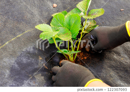 Agricultural worker planting strawberry seedlings in prepared bed of soil 122307093