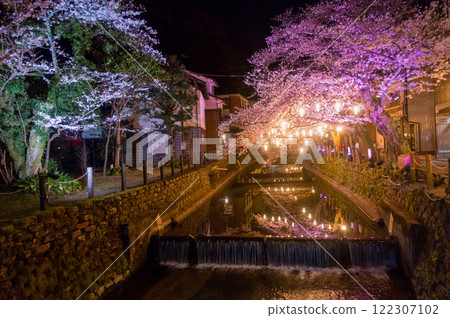 Kinosaki Onsen Night Cherry Blossom Illumination (Hyogo Prefecture - Kinosaki Onsen) Kinosaki Onsen Night Cherry Blossom Illumination (Hyogo Prefecture - Kinosaki Onsen) 122307102