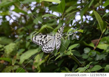One butterfly 122307654
