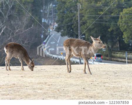 Deer of Nara Park Ekiden Deer of Nara Park Ekiden 122307850