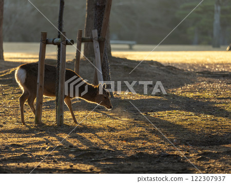Ukigumo Garden and deer in Nara Park early in the morning 122307937