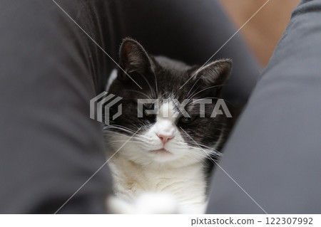 Cats relaxing cats 122307992