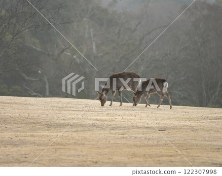 Deer eating grass in Tobihino, Nara Park Deer eating grass in Tobihino, Nara Park 122307998