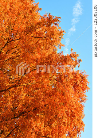 Metasequoia trees lined with autumn leaves shining in the sunlight at Sports Park Metasequoia trees lined with autumn leaves shining in the sunlight at Sports Park 122308106