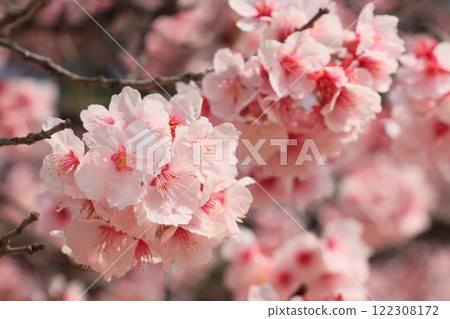 盛開的櫻花預示著春天的到來 122308172