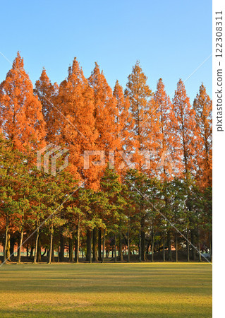 體育公園內種有水杉樹,秋葉在陽光下閃閃發光 體育公園內種有水杉樹,秋葉在陽光下閃閃發光 122308311