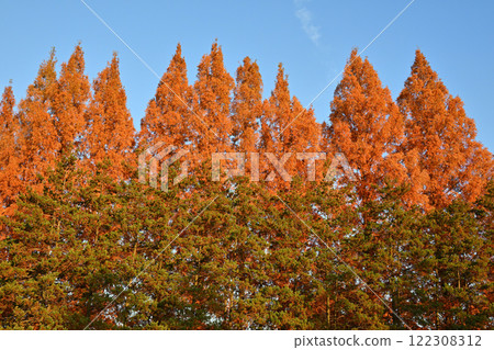體育公園內種有水杉樹，秋葉在陽光下閃閃發光 122308312