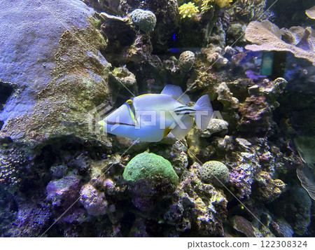 Picasso triggerfish, or the Picassofish (lat.- Rhinecanthus aculeatus) swim in the aquarium Picasso triggerfish, or the Picassofish (lat.- Rhinecanthus aculeatus) swim in the aquarium 122308324
