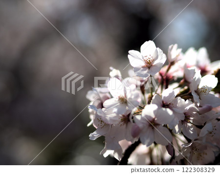 櫻花在四月開花 櫻花在四月開花 122308329