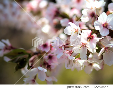 櫻花在四月開花 櫻花在四月開花 122308330