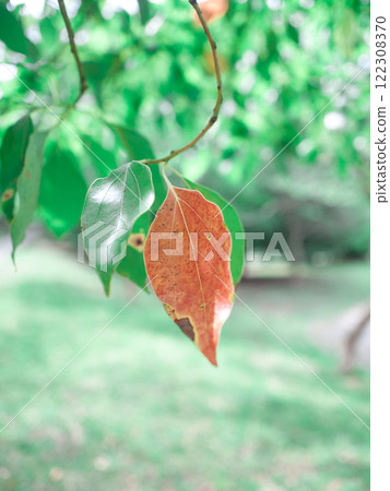 Orange leaves 122308370