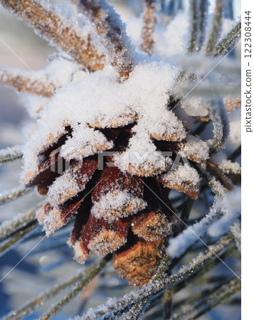 Pine cones on a frosty morning (202412300739) Pine cones on a frosty morning (202412300739) 122308444