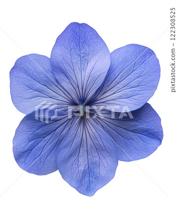 beautiful blue flower with delicate petals and intricate details 122308525