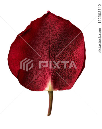 vibrant red rose petal showcasing intricate textures and details 122308540