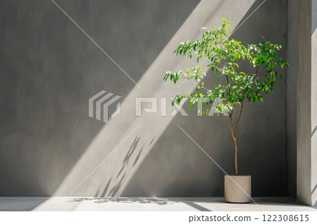 modern indoor plant in minimalist space with sunlight streaming through. serene atmosphere highlights beauty of nature 122308615