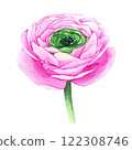 Watercolor hand drawn pink ranunculus flower isolated on white background. Botanical illustration of buttercup. Floral clipart for greeting cards, wedding invitations, packaging, scrapbooking 122308746