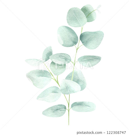 Eucalyptus watercolor hand drawn isolated on white background. Botanical illustration of branch. Floral clipart element for wedding invitations, greeting cards, design of stationery, packaging 122308747