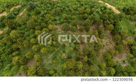 Aerial view of Durians farm in Laplae district, Thailand. Durian and Longkong in the Laplae district are grown on the mountain, hence the name. "Edible Mountain" Aerial view of Durians farm in Laplae district, Thailand. Durian and Longkong in the Laplae district are grown on the mountain, hence the name. "Edible Mountain" 122309056