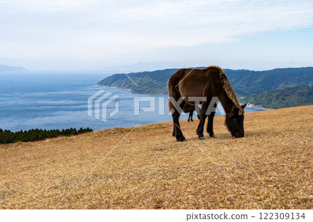 Cape Toi in winter - Wild horses 122309134