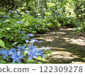 Hydrangeas blooming in abundance along the walking path (Miyama Double Purple) 122309278