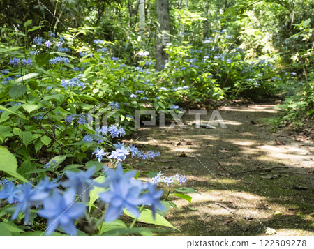Hydrangeas blooming in abundance along the walking path (Miyama Double Purple) 122309278