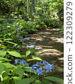 Hydrangeas blooming in abundance along the walking path (Deep Mountain Double Purple/Vertical) 122309279