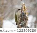 A grey-headed woodpecker pecking at a broken tree in winter (Hokkaido) 122309280