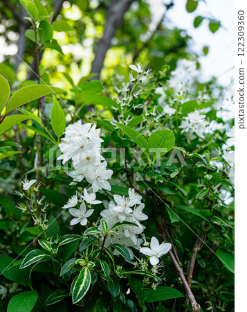 蜥蜴的圖像 蜥蜴的圖像 122309360