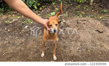Brown dog with lowered ears and tail up in a rural environment 122309394