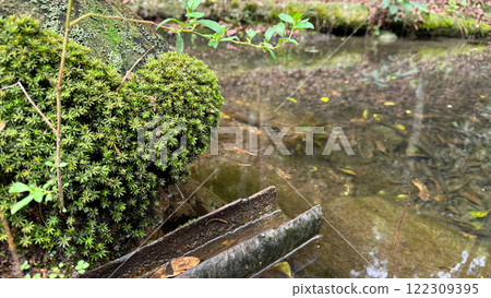 Green moss thriving on a shaded rock by a water pool Green moss thriving on a shaded rock by a water pool 122309395