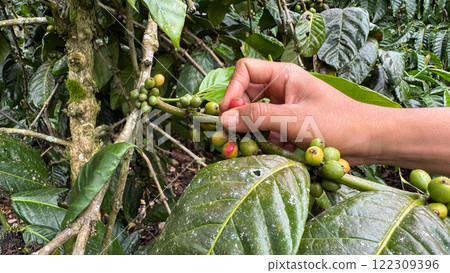 Hand picking a coffee cherry amidst glossy green leaves 122309396
