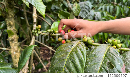 Hand picking ripe coffee cherries amidst green fruit clusters Hand picking ripe coffee cherries amidst green fruit clusters 122309397