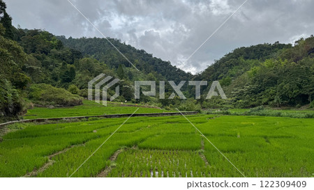 Rice fields and dense forest under bright natural sunlight Rice fields and dense forest under bright natural sunlight 122309409