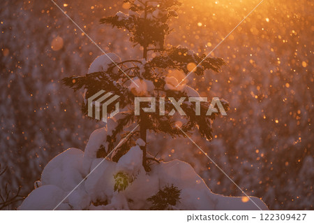 Snow-covered trees and sparkling snowfall 122309427