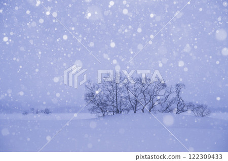 Snowy fields and trees Snowy fields and trees 122309433