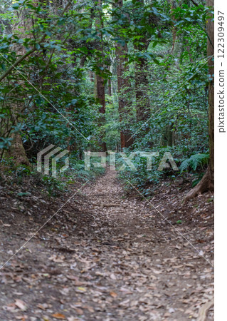 A path leading deep into the forest 122309497