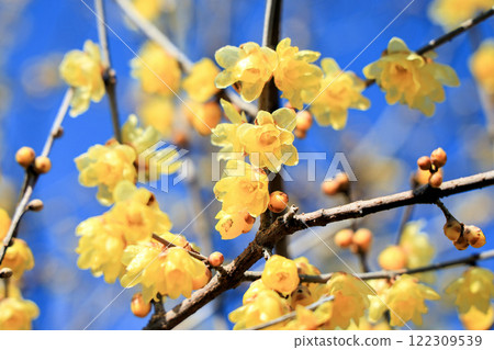 通過花瓣 122309539